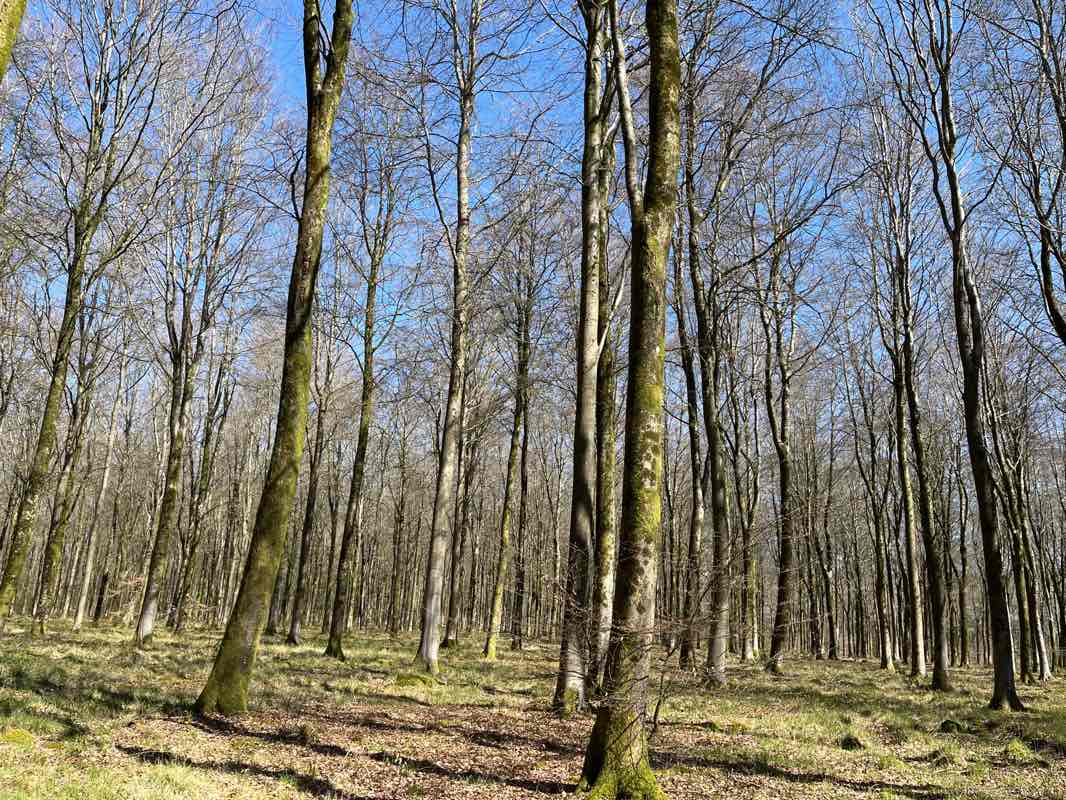walking near me in Ludgershall Castle in spring