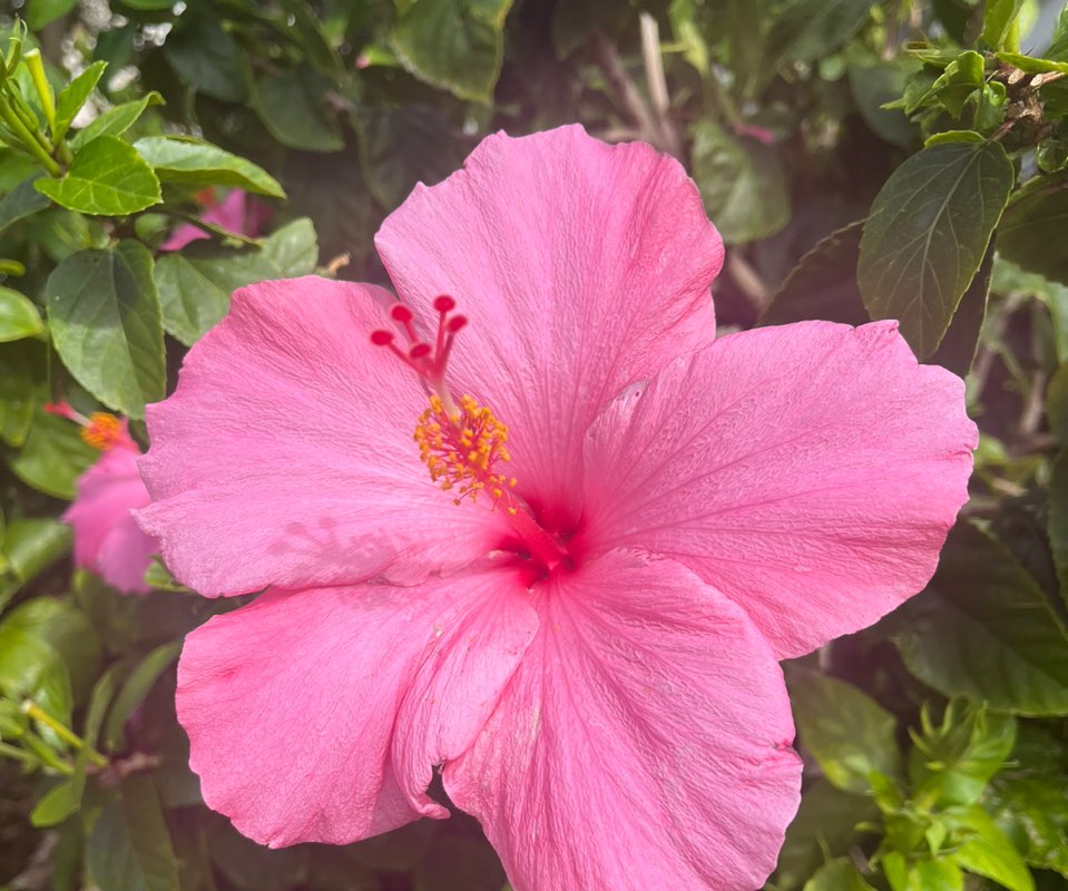 Elias  Spaulding Facility icon