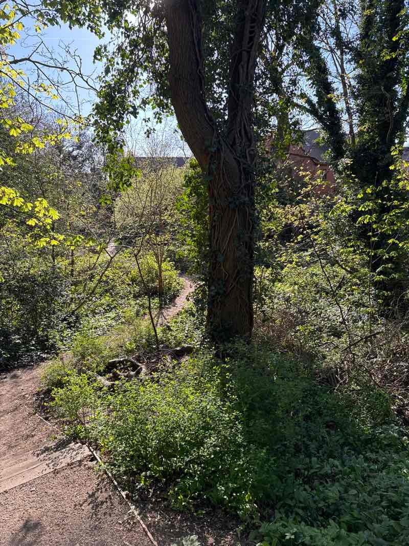 walking near me in The Wood in spring