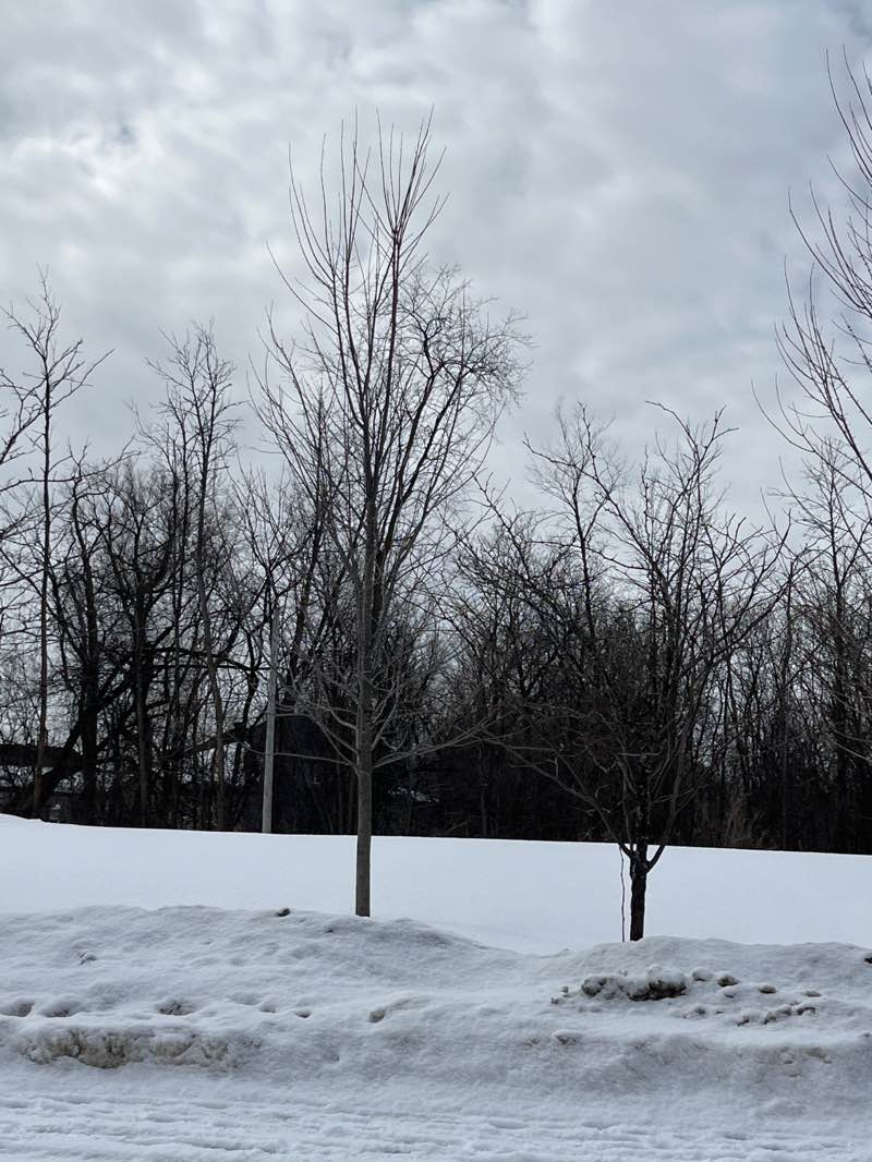 walking near me in Parc Couvrette in spring