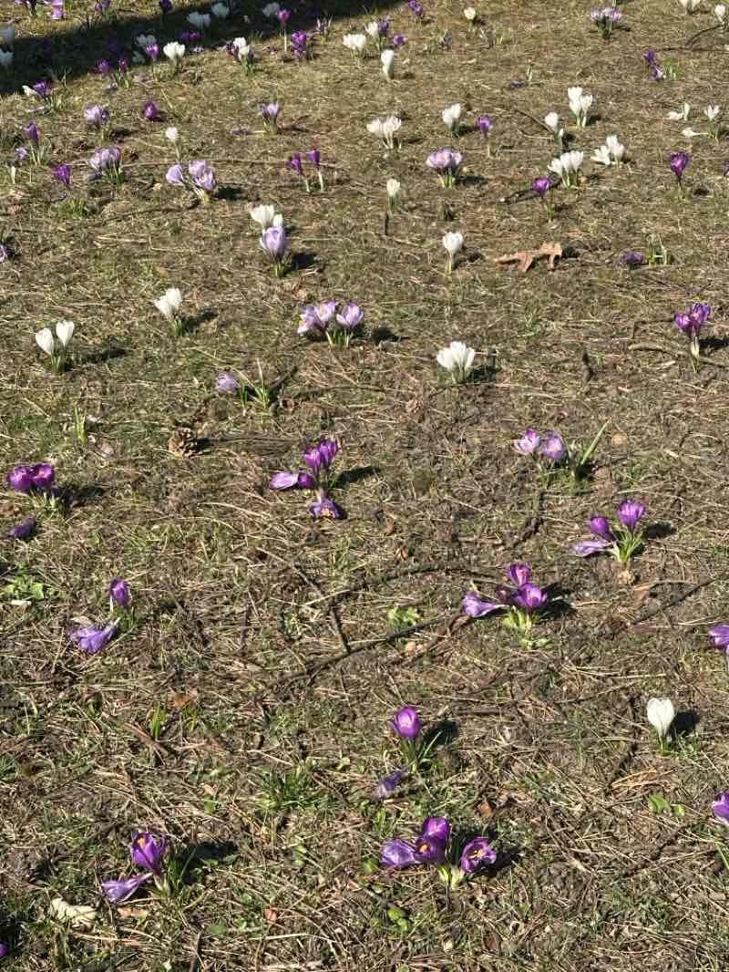 walking near me in Planty Miejskie in spring