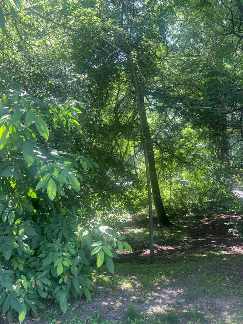 walking near me in Park Sołacki in summer