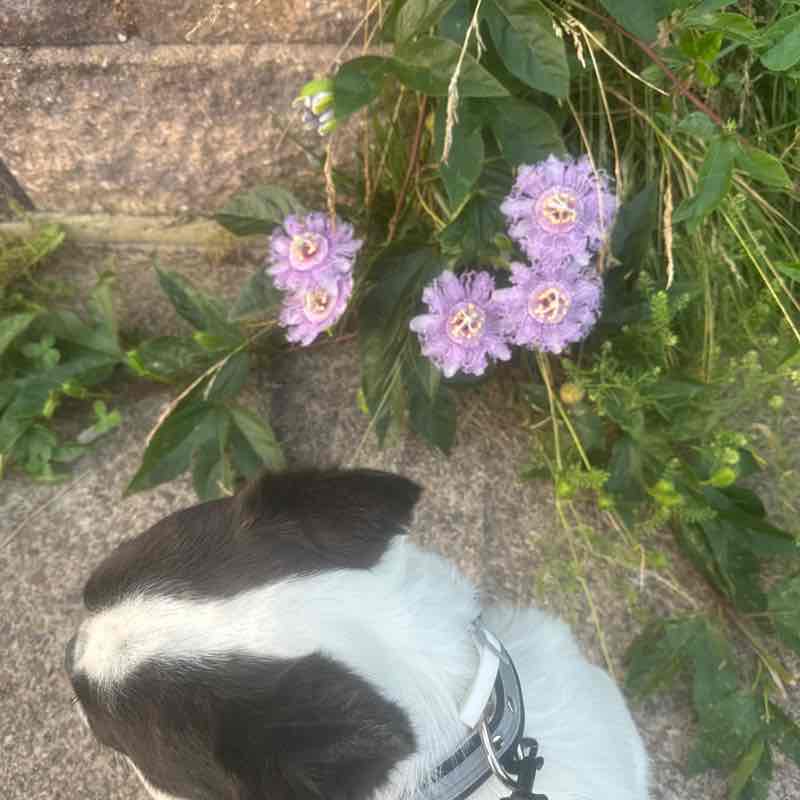 Steps Challenge Faith Marie post image