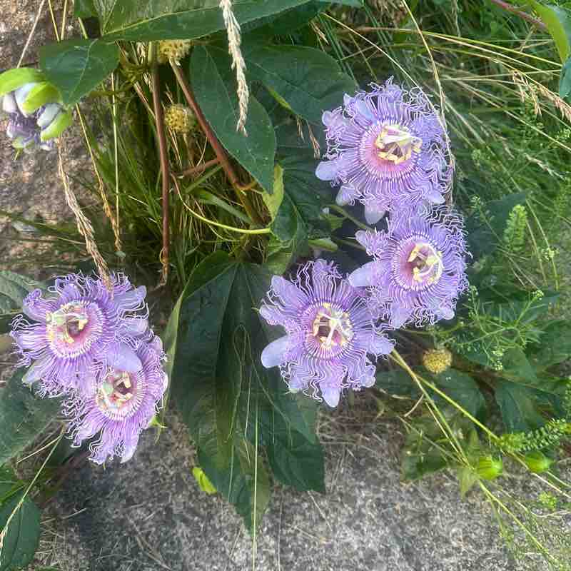 Steps Challenge Faith Marie post image