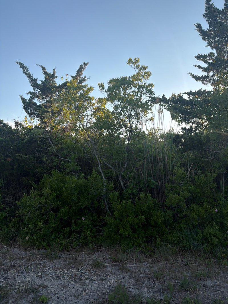walking near me in Island Beach State Park in summer