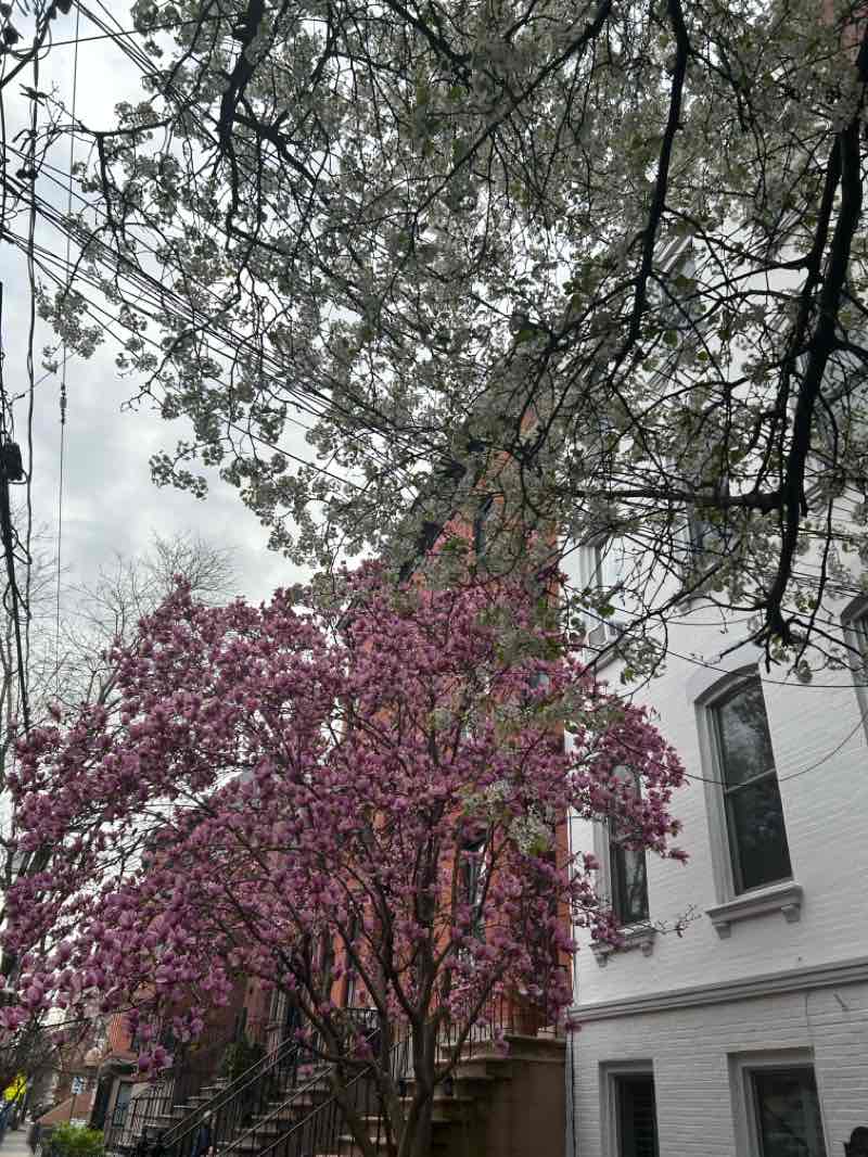 walking near me in Church Square Park in spring
