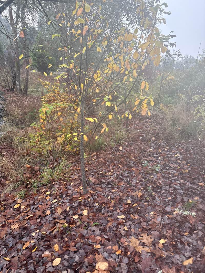 walking near me in UJ Hamby Park in autumn