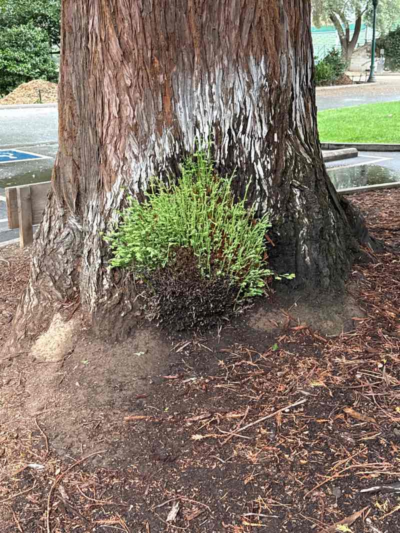 walking near me in San Mateo Central Park in spring