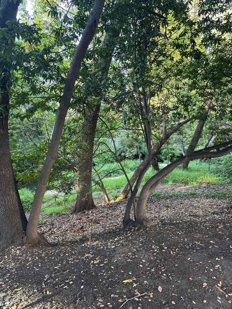 walking near me in San Mateo Central Park in spring