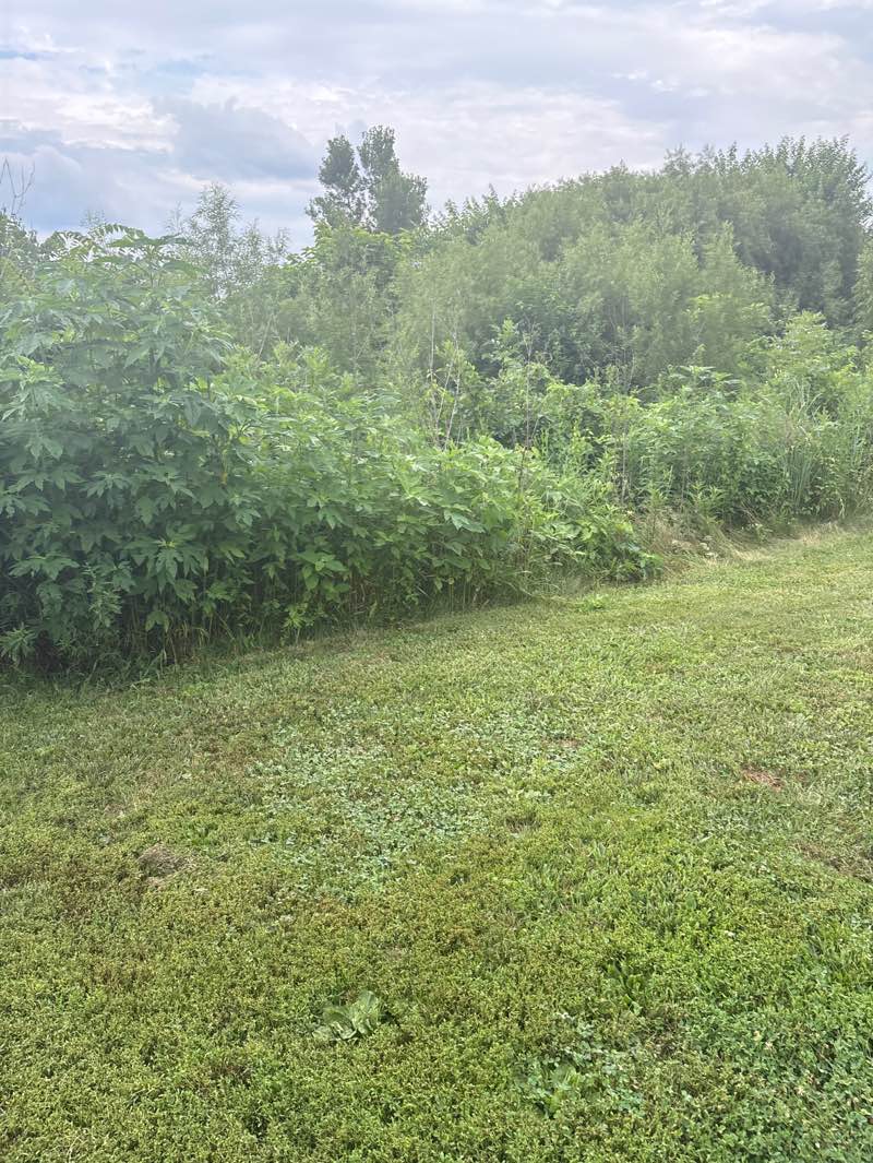 walking near me in Otto Armleder Memorial Park & Recreation Complex in summer