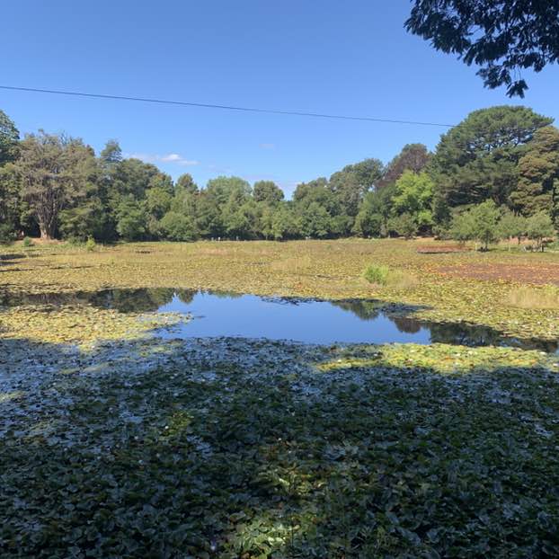 Ehlers-Danlos Zebras 🦓 Paulina VL post image