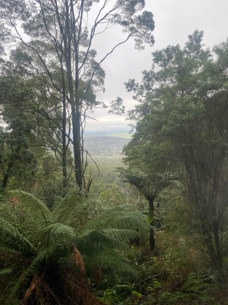 walking near me in Dandenong Ranges National Park in winter