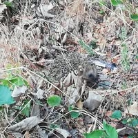 Sander Olsen profile