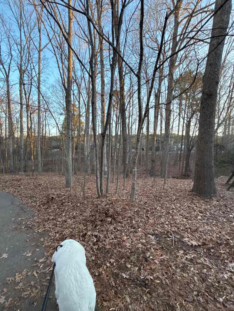 walking near me in White Oak Creek Greenway in winter
