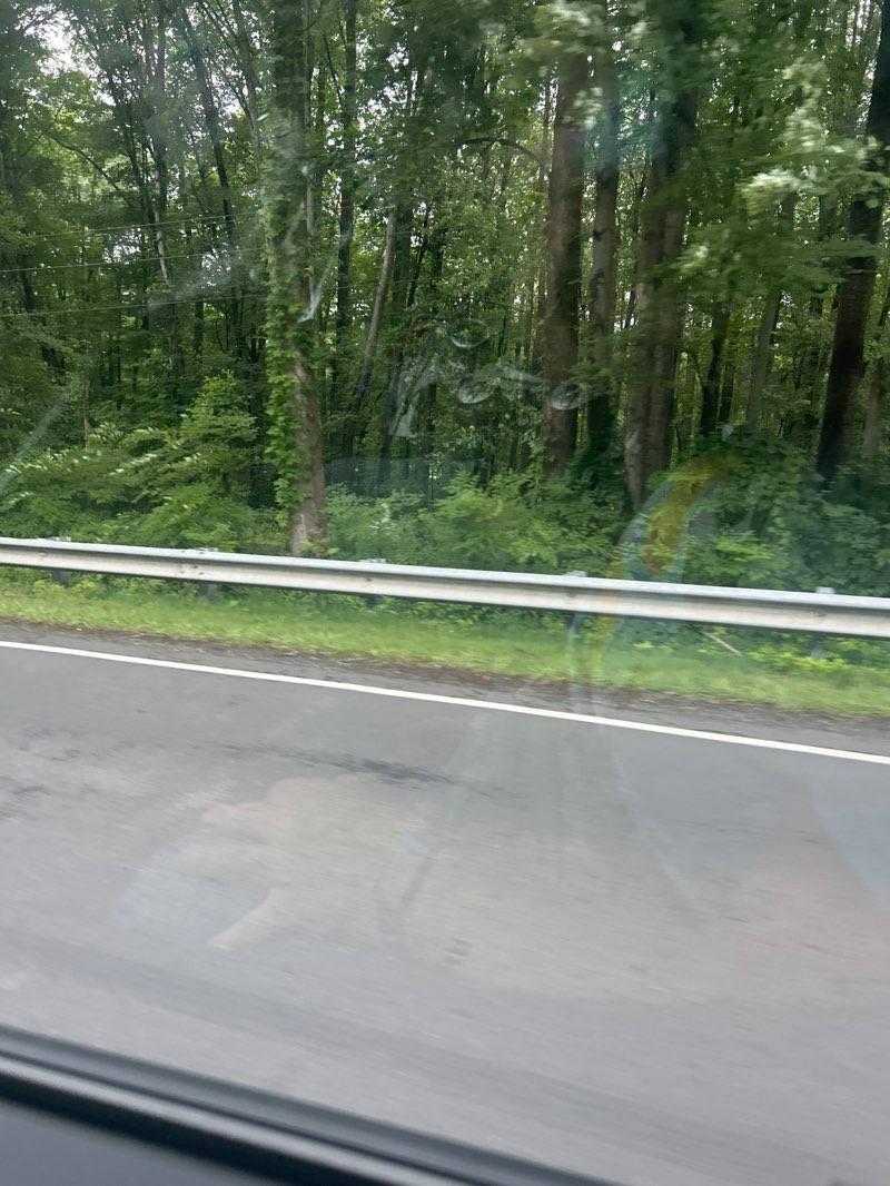 walking near me in Baron Cameron Park in summer