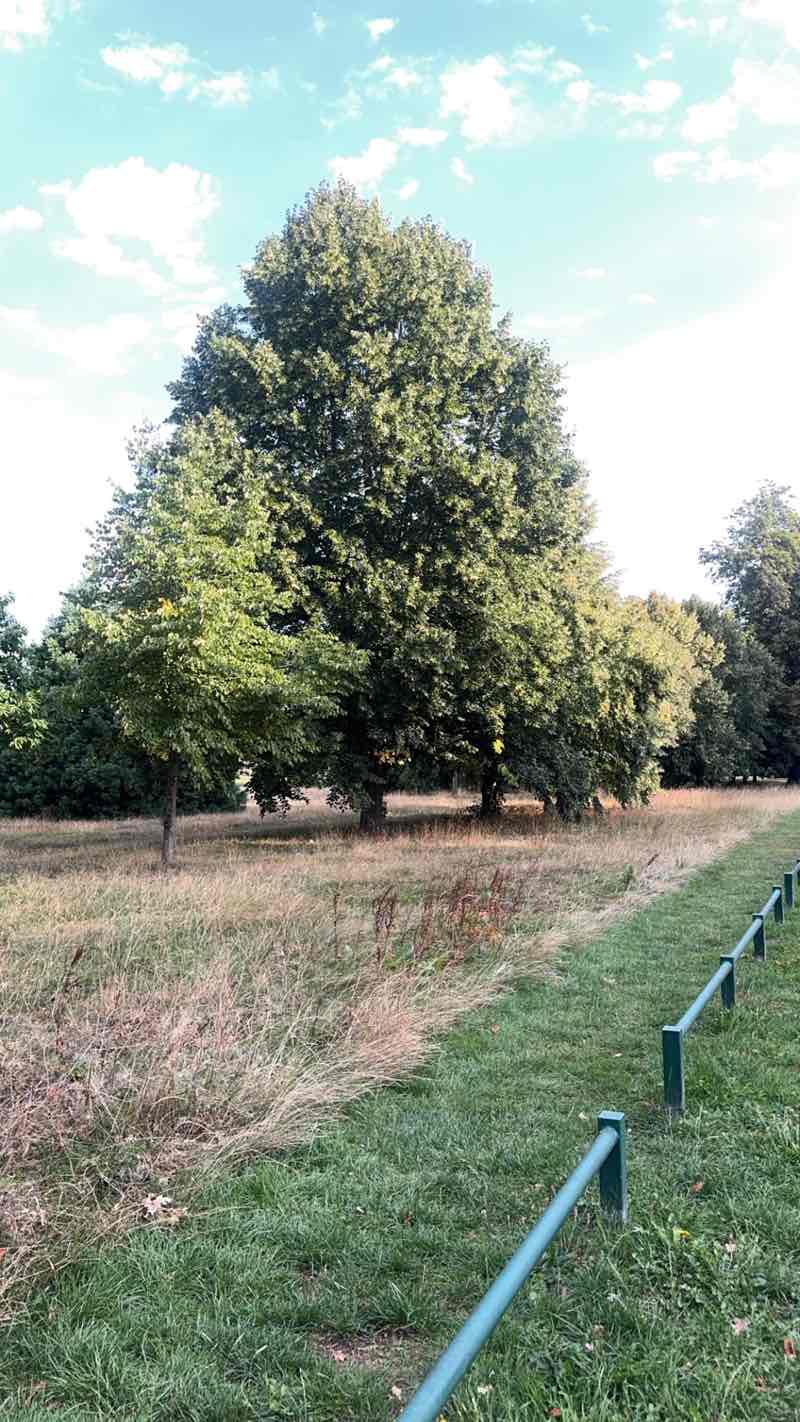 walking near me in Stockwood Park in autumn