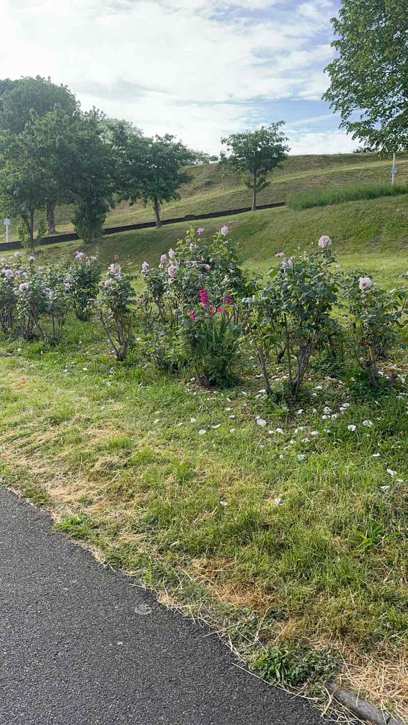 walking near me in Fort Pitt Gardens in spring