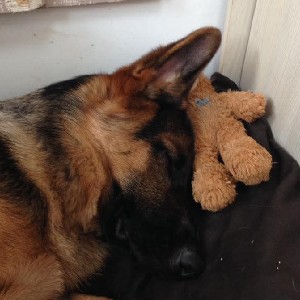 Isa et loupio profile