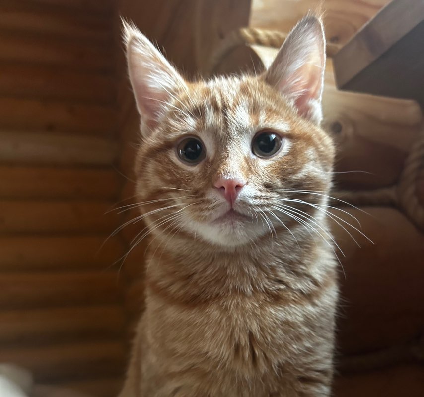 Максим Биба profile