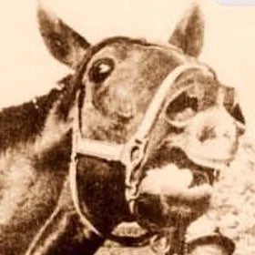 🍀 Mimi 🐴