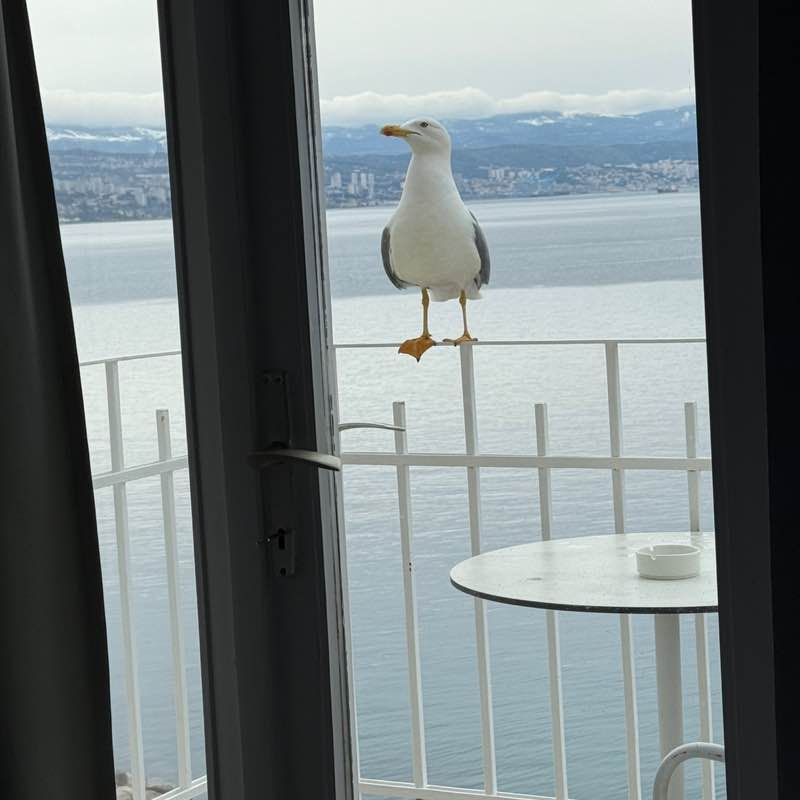 ✨️MOONLIGHT  WALKS ✨️ Oksana post image