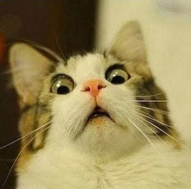 JohnPaul Sison profile