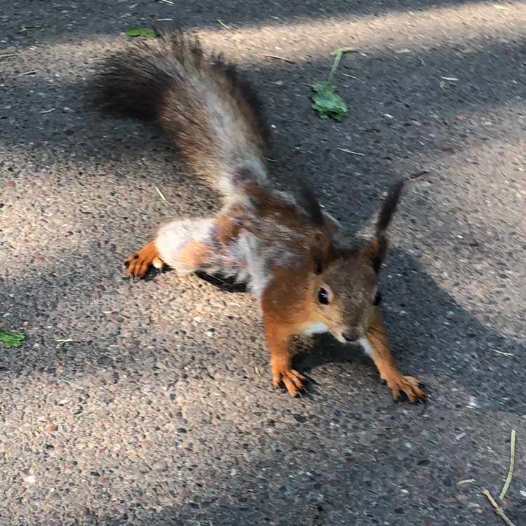 amm_rus🐿️🐻🐯 profile