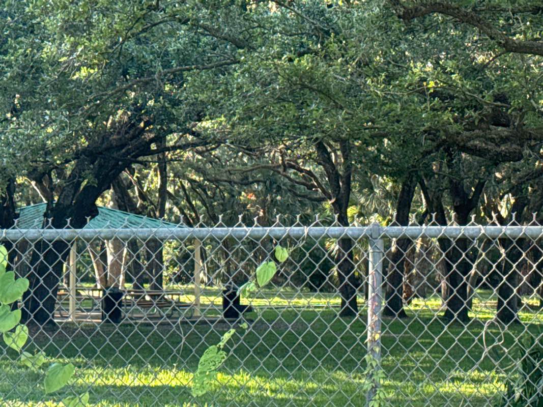 walking near me in John Williams Park in summer