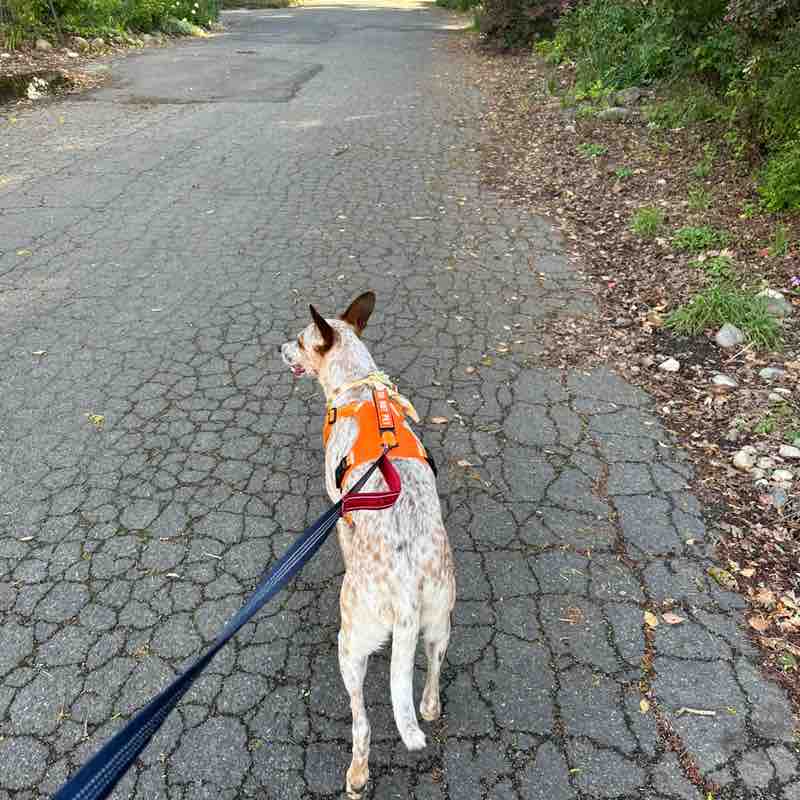 Wedding Fitness Challenge Julia post image