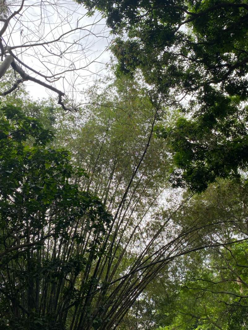 walking near me in Hinulugang Taktak Protected Landscape in spring