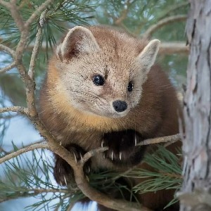 Николь profile