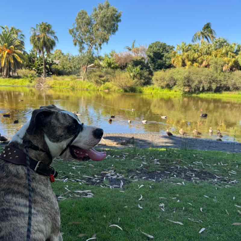 Deborah Tangari post 1