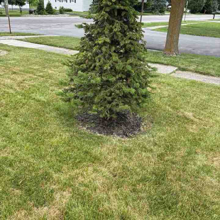 Bills Mafia post 1