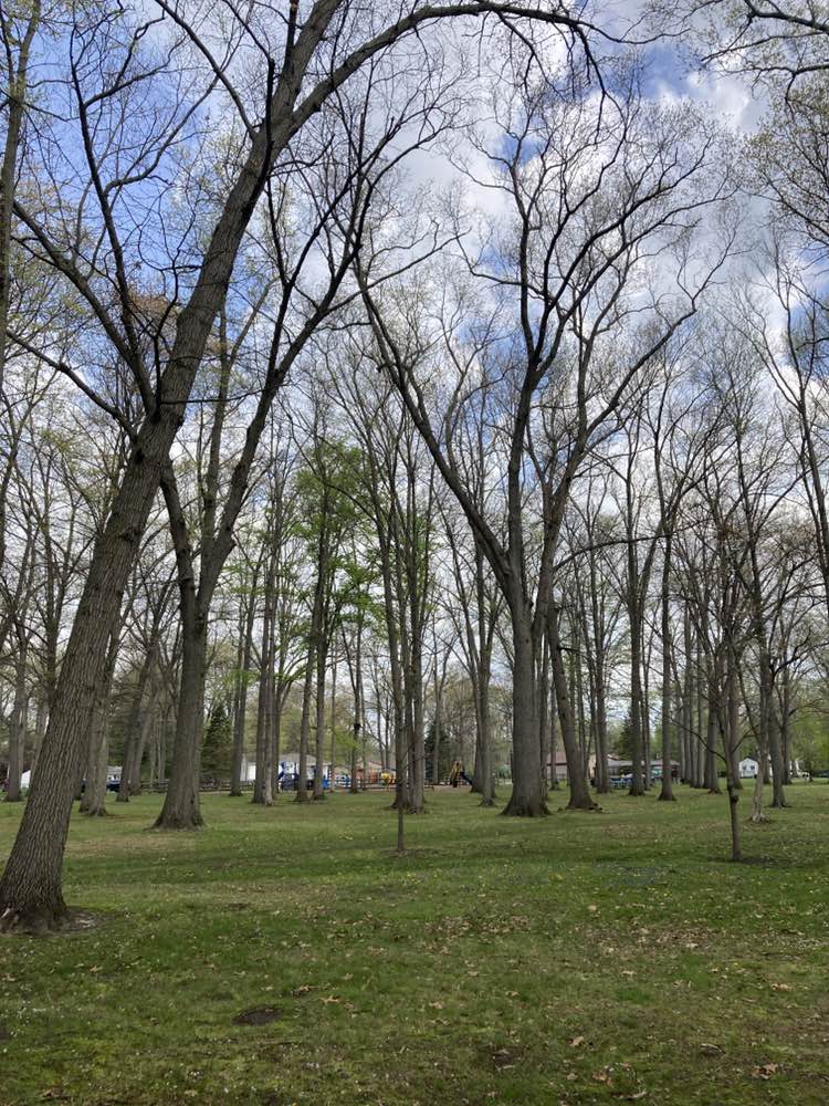walking near me in Strawberry Acres Park in spring