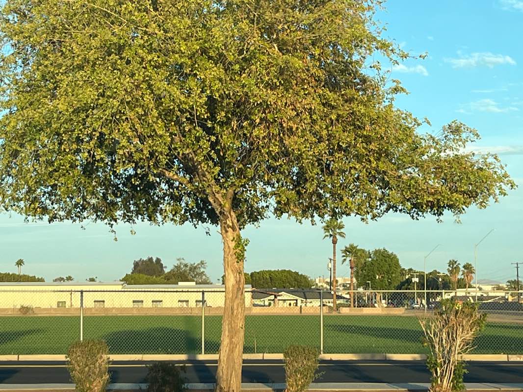 walking near me in Yuma Valley Park in spring