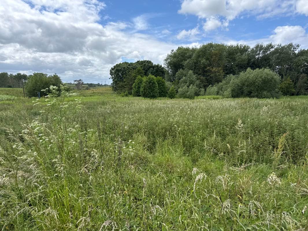 walking near me in Gowy Woodland Park in summer