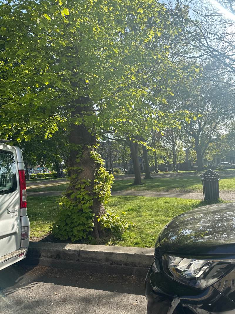 walking near me in Steyne Gardens in spring