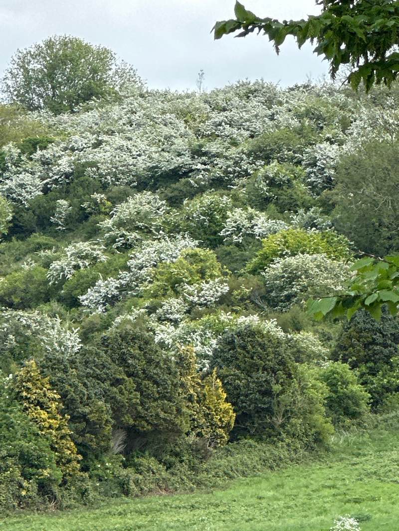 walking near me in Halewick Park in spring