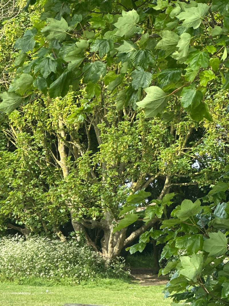 walking near me in Goring Greensward in spring