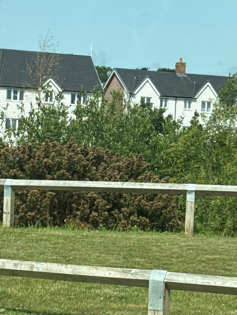 walking near me in Central Green in summer