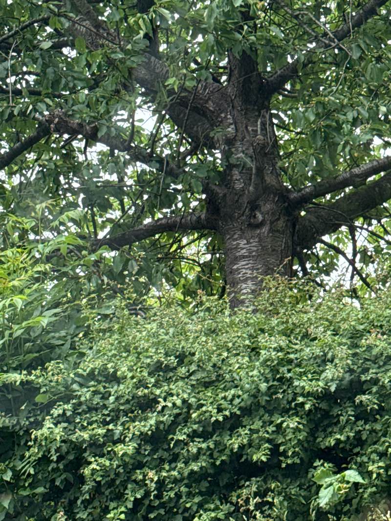walking near me in Castle Lane Park in summer