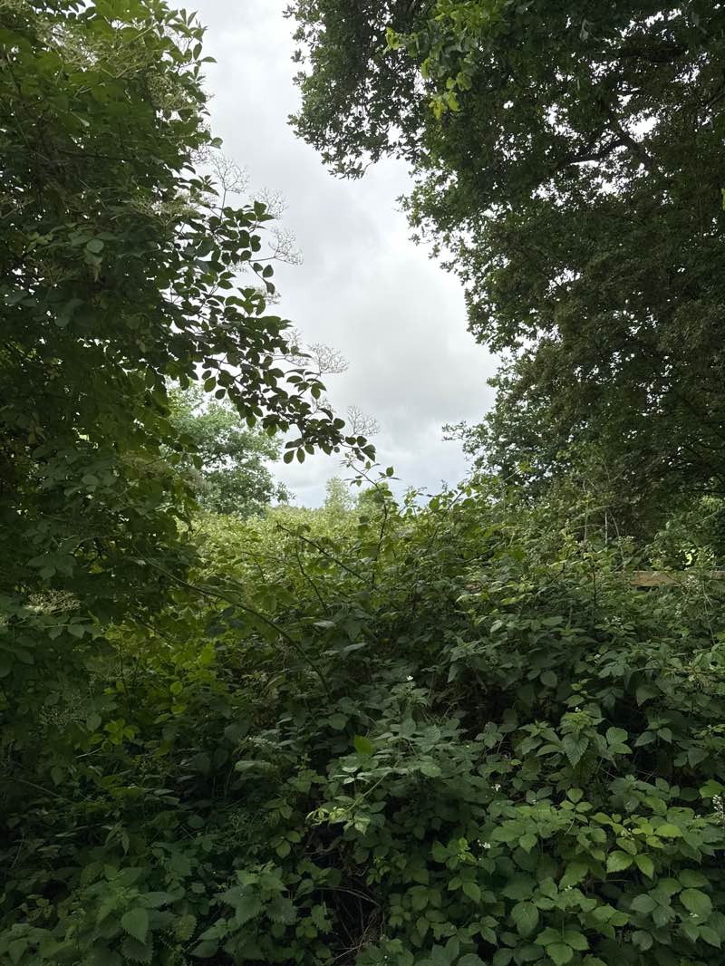 walking near me in Hamper's Green in summer