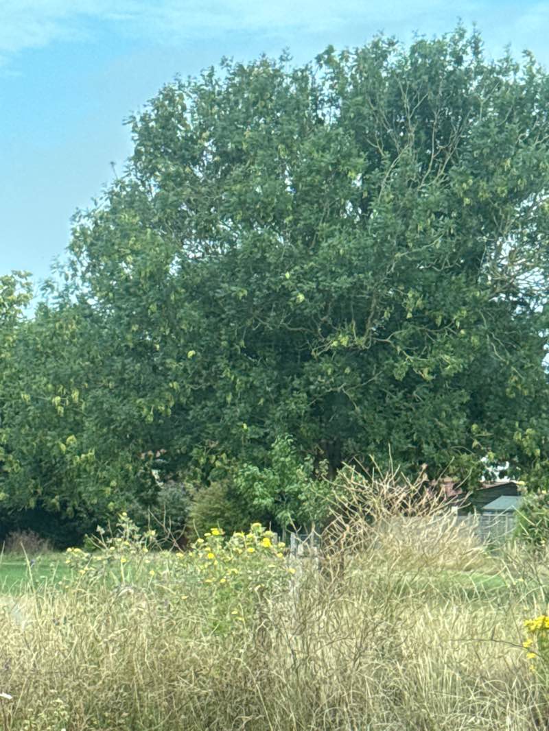 walking near me in Park Avenue Open Space in autumn