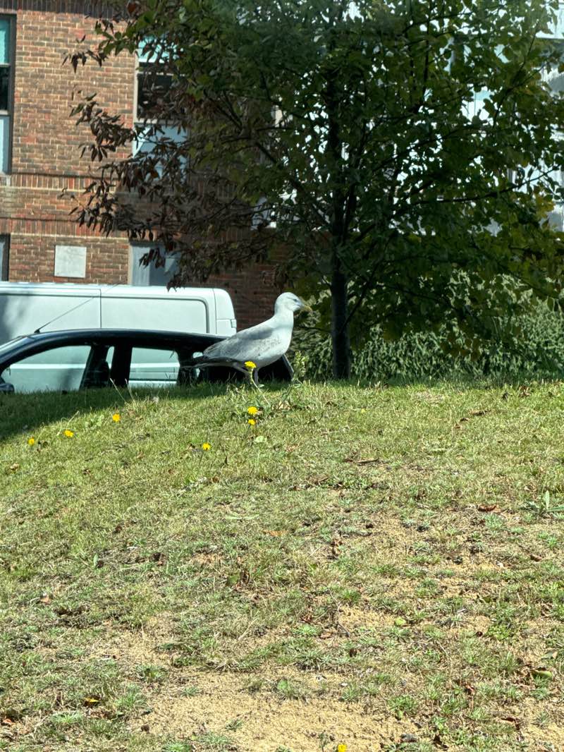 walking near me in Northbrook College (West Durrington Campus) in autumn