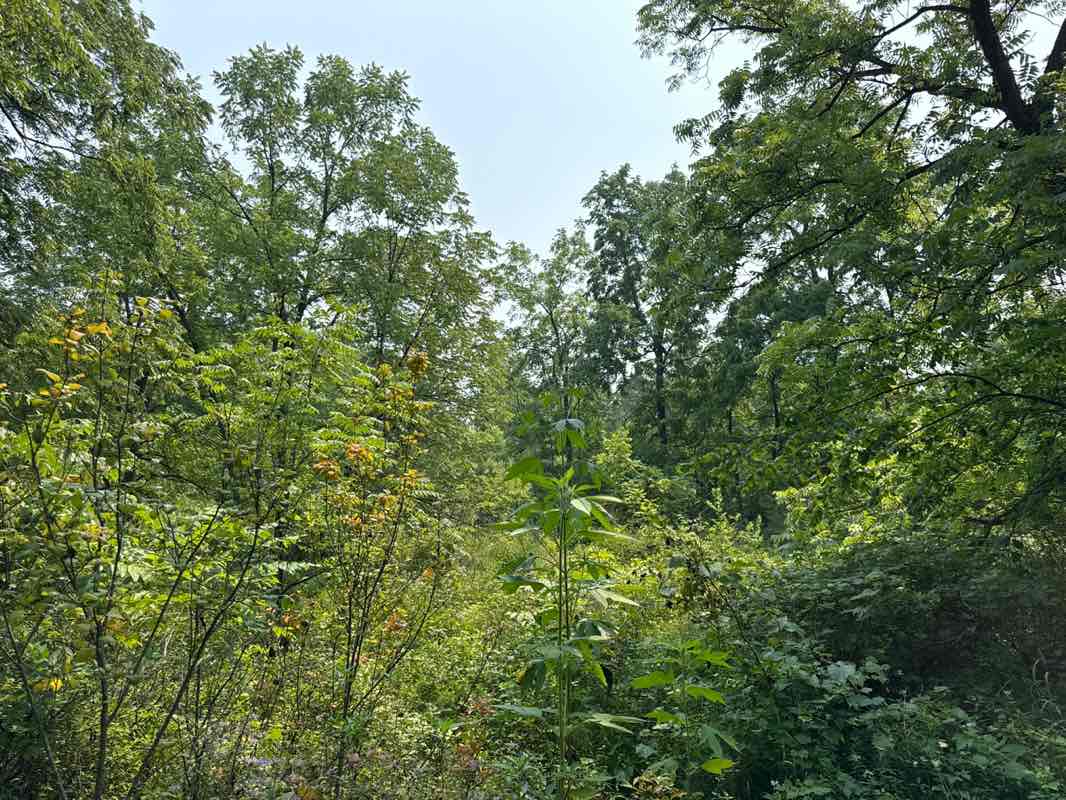 walking near me in Smolenski Park in autumn