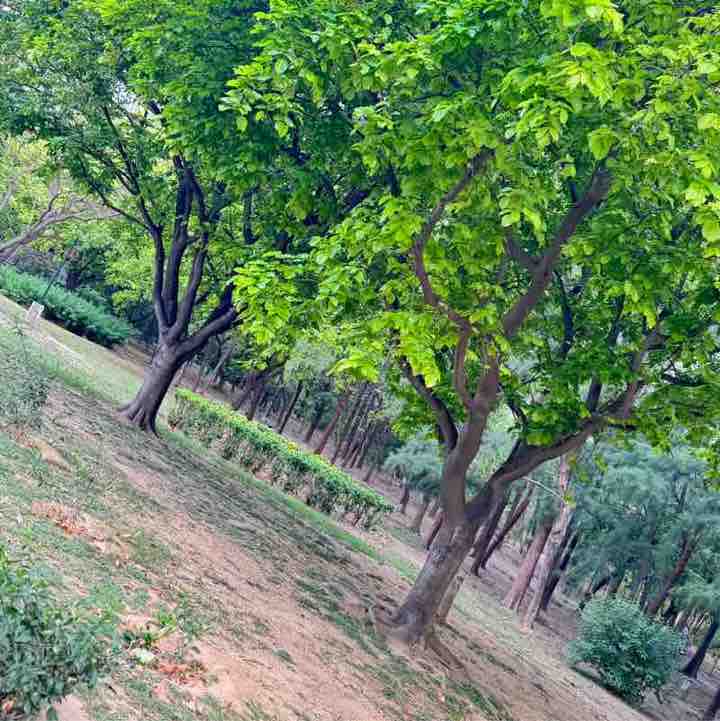 Satya post 1