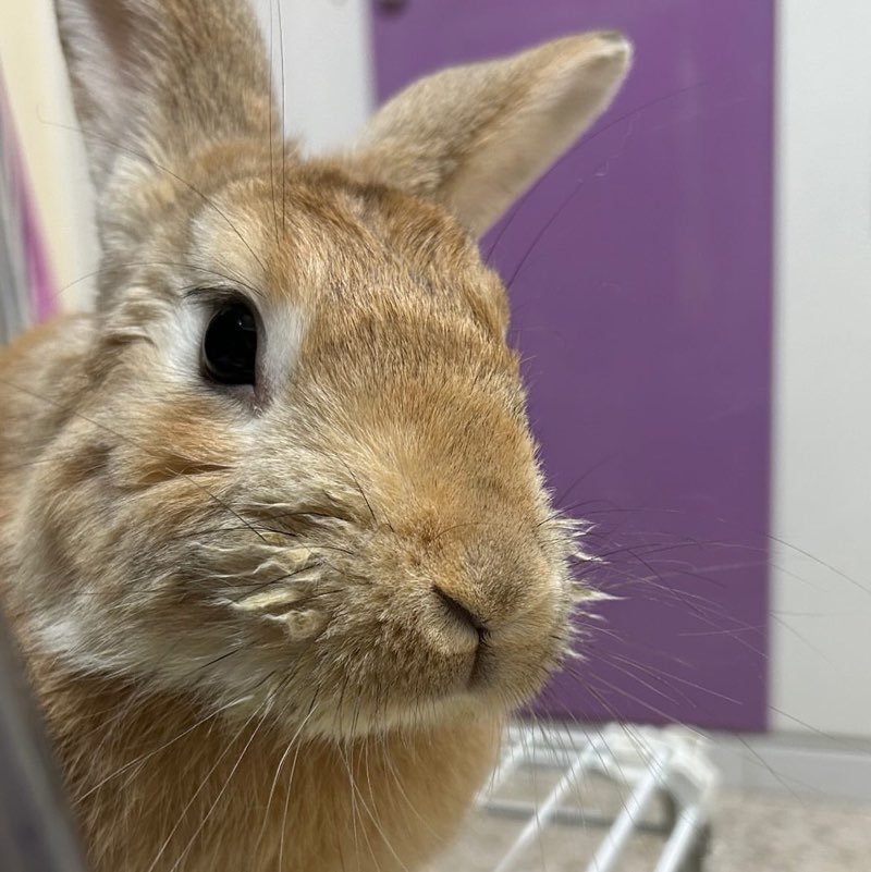 Riena Arreza profile