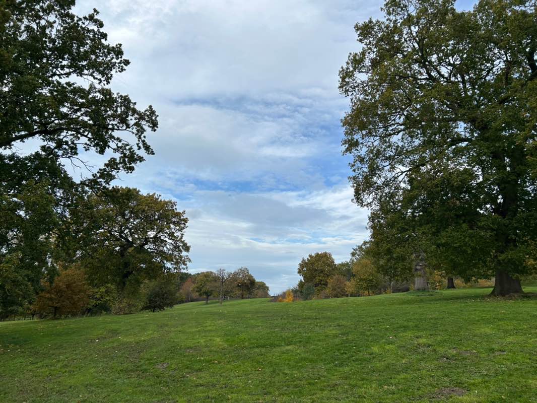 walking near me in Joey the Swan in autumn