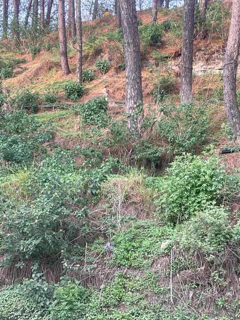 walking near me in Salla Ghari Park in spring