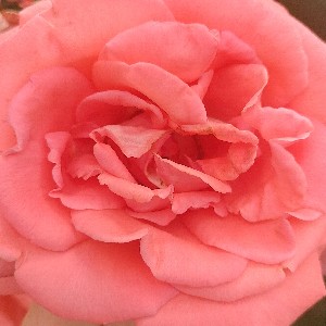 LR🌹